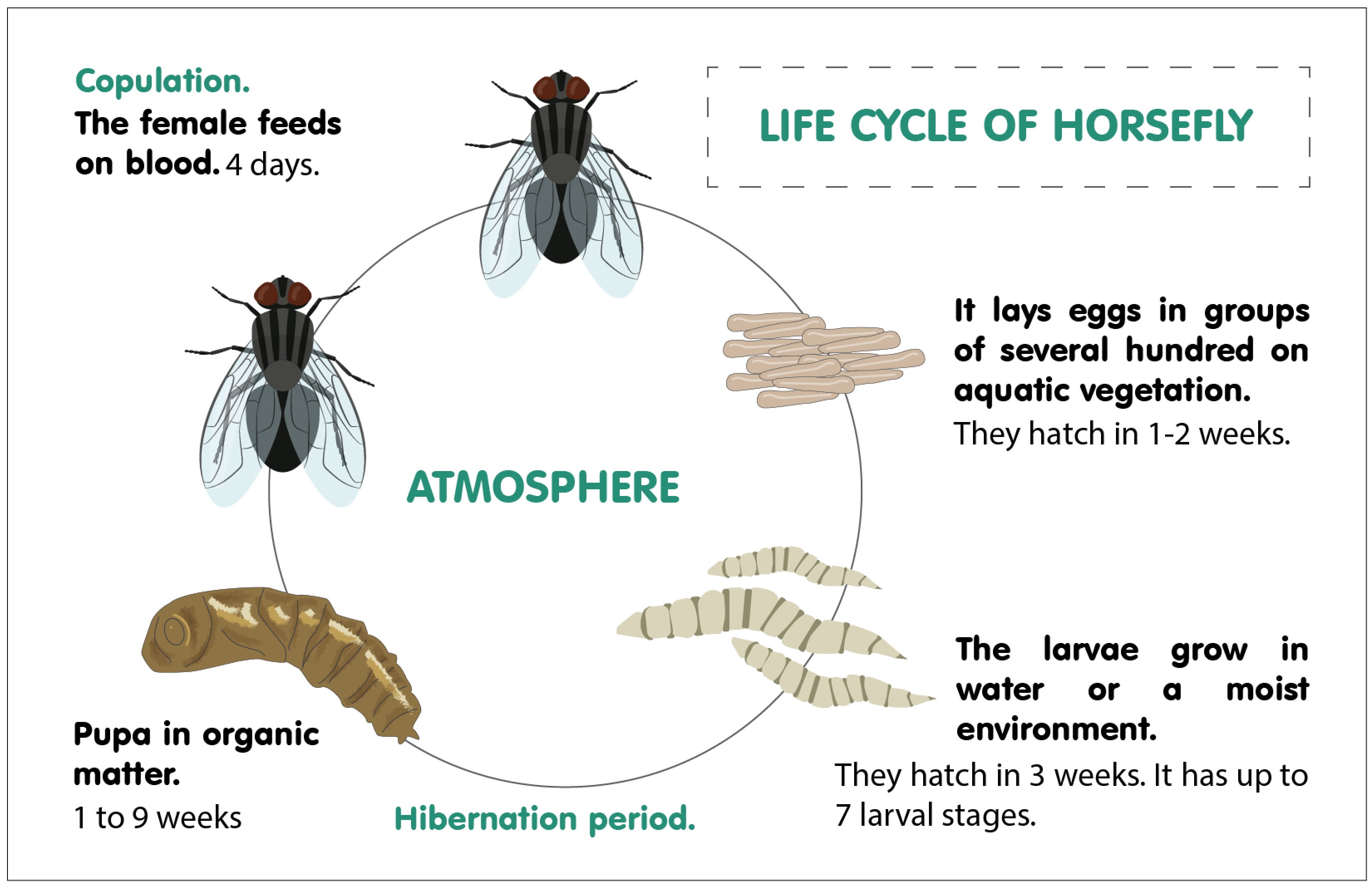 Horsefly Tabanidae ECONEX Pheromones And Traps